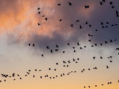 Flock of birds over pink and grey clouds.