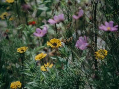 Yellow and purple wildflowers.