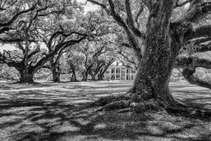 Competition entry: Oak Alley Plantation