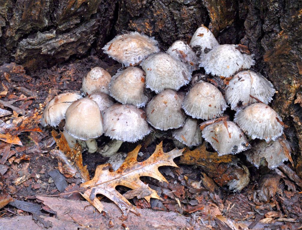 Competition entry: Mushrooms & Leaf