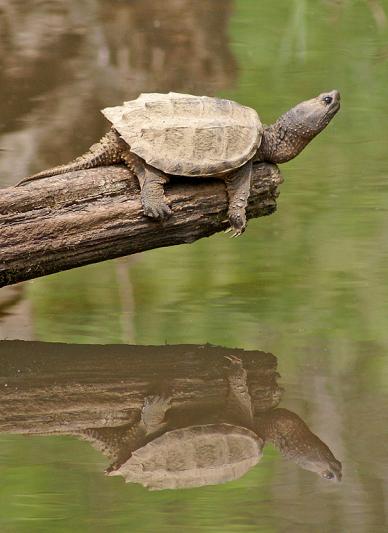 Competition entry: Snapping Turtle