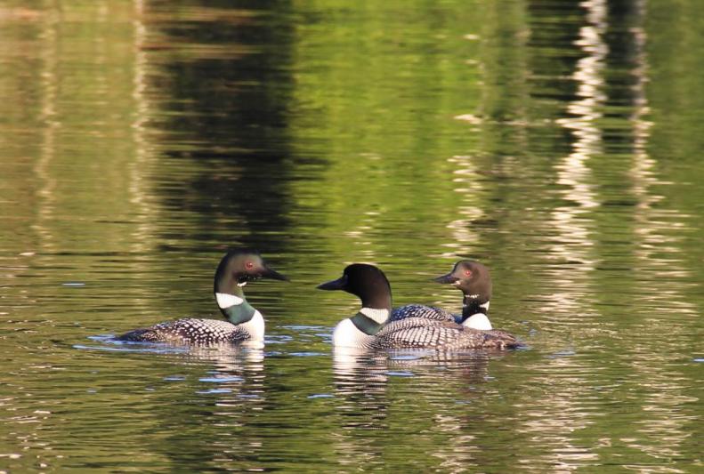 Competition entry: Meeting on the Lake