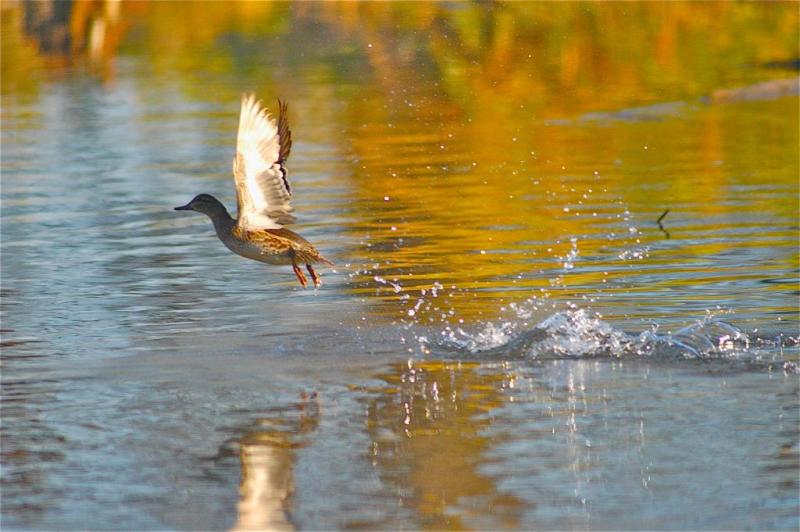 Competition entry: Outa Here