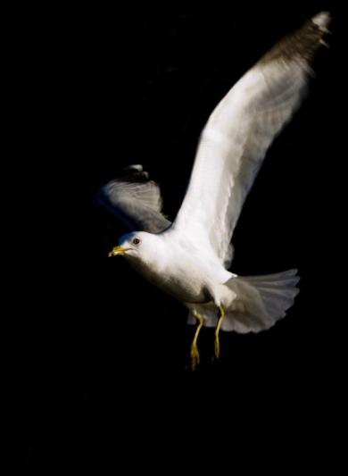 Competition entry: Alight Seagull