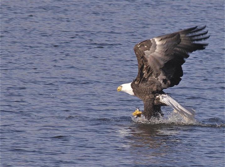 Competition entry: Fishing