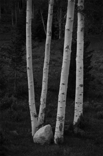 Competition entry: Beartooth Birches #2