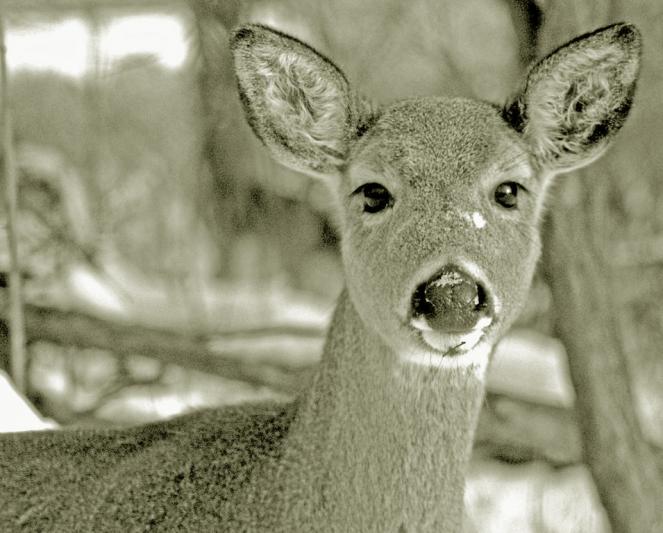 Competition entry: Snow Deer