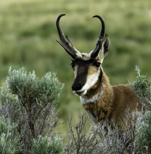 Competition entry: Antelope