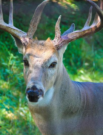 Competition entry: White Tailed Stare Down