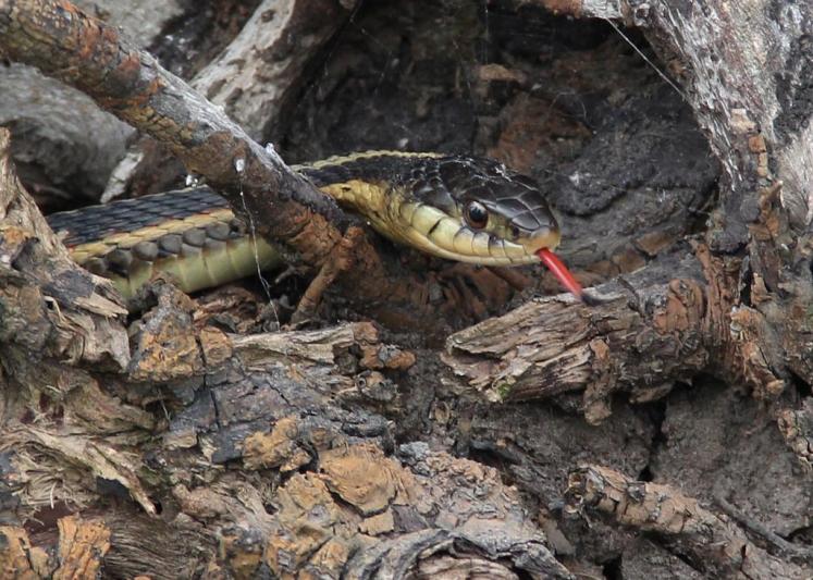 Competition entry: Rooting Snake