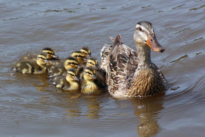 Competition entry: Just Ducky