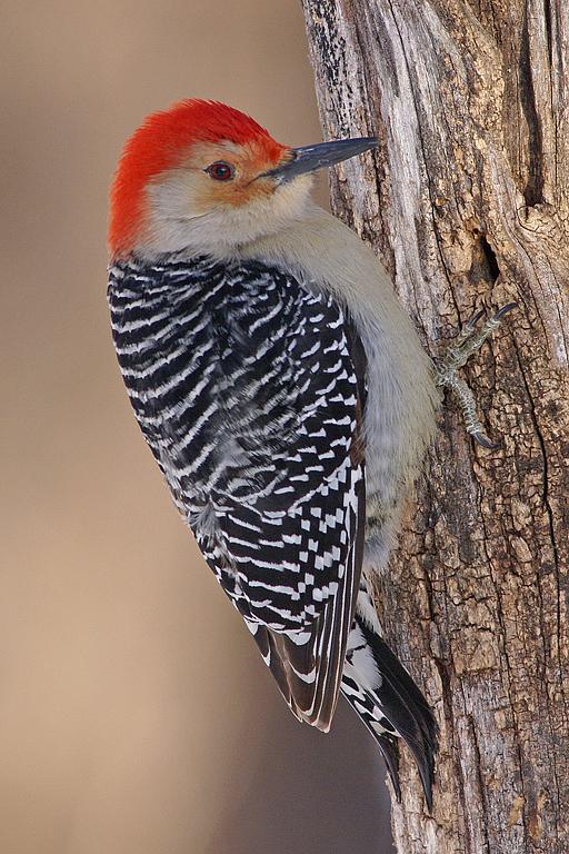 Competition entry: Red-bellied Woodpecker