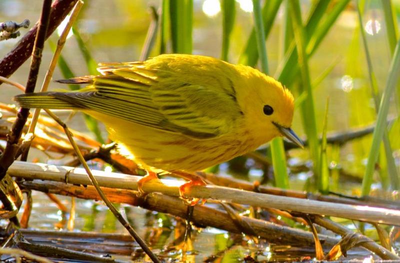 Competition entry: L.Y.B.