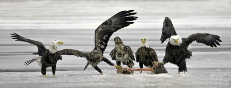 Competition entry: Beat it Junior, It's mine