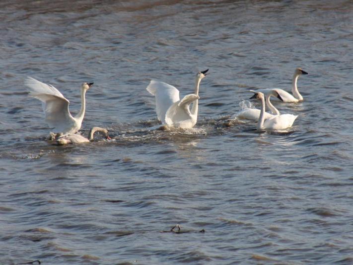 Competition entry: Fun in the Water