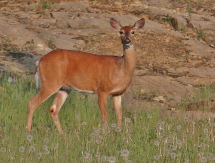 Competition entry: Young Deer