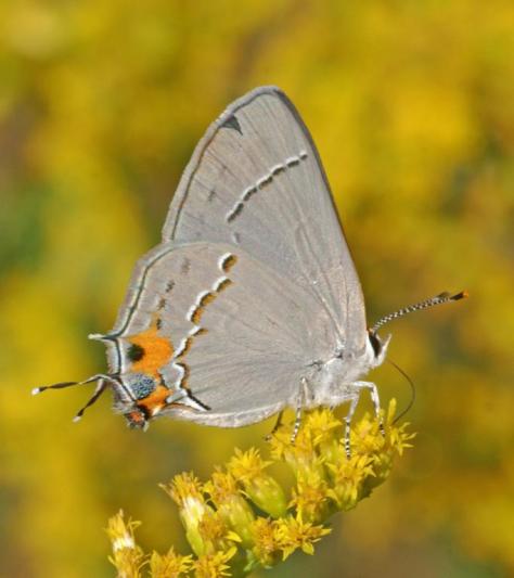 Competition entry: Gray Hairstreak