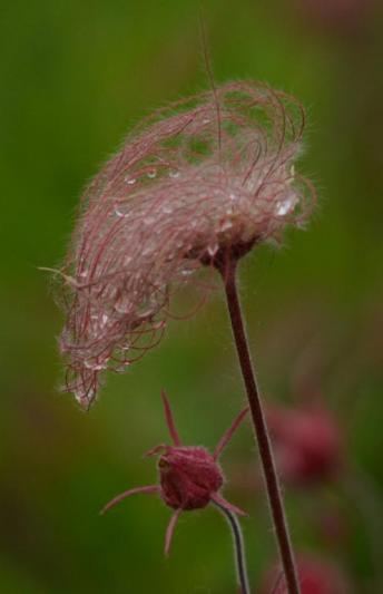 Competition entry: Prairie smoke 13
