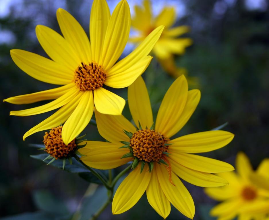 Competition entry: Woodland Sunflower