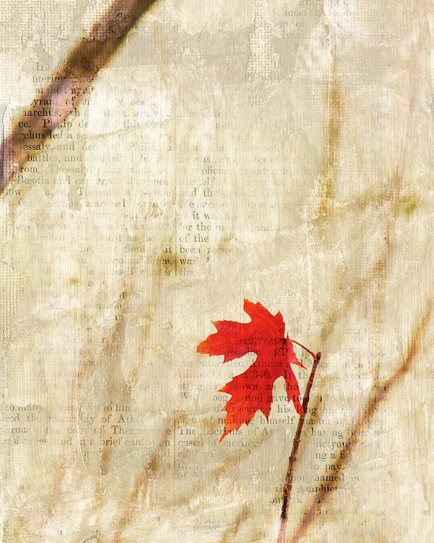 Competition entry: Scarlet Ramblings