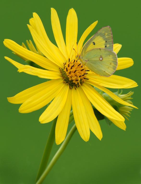 Competition entry: Dinner Time