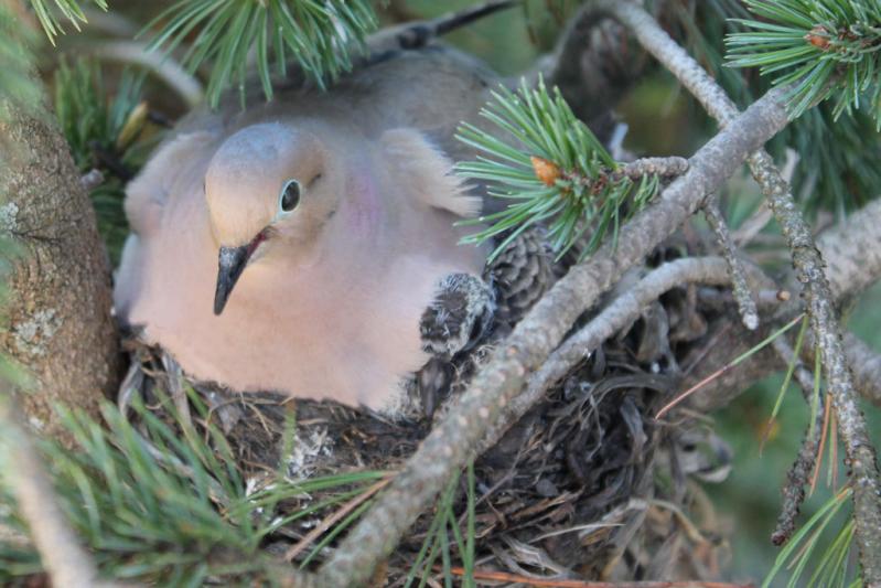 Competition entry: Guarding Her Nest