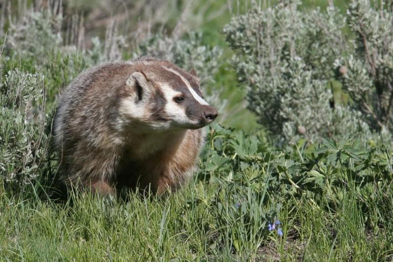 Competition entry: Morning Hunt