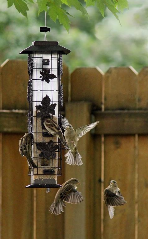 Competition entry: Sparrow in MidAir Turn