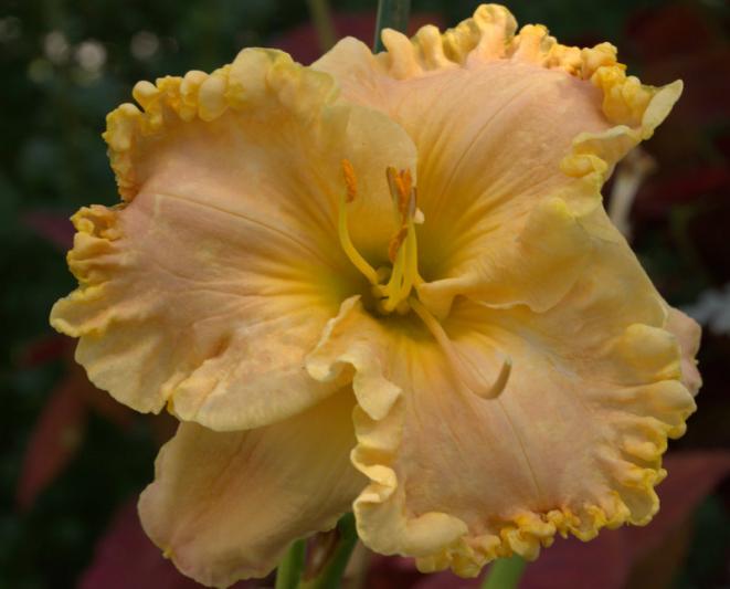 Competition entry: Day Lily