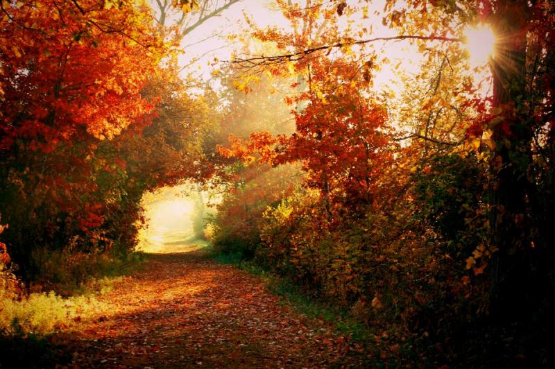 Competition entry: A Painted Fall Morning