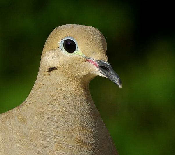 Competition entry: Good morning dove