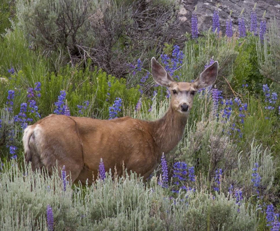 Competition entry: Mule Deer