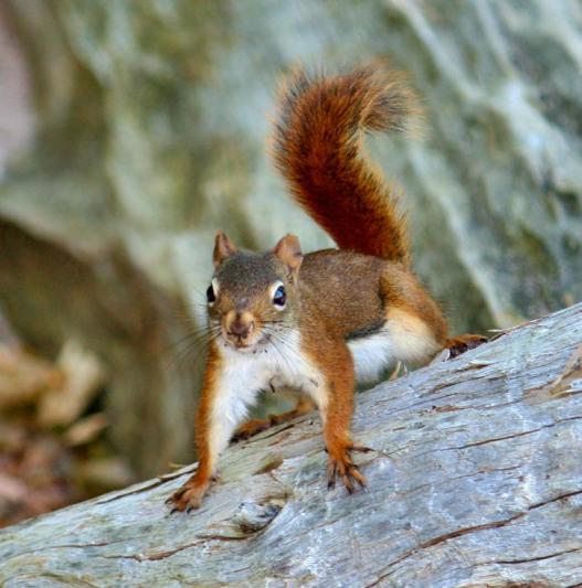 Competition entry: Take my picture I'll pose for you