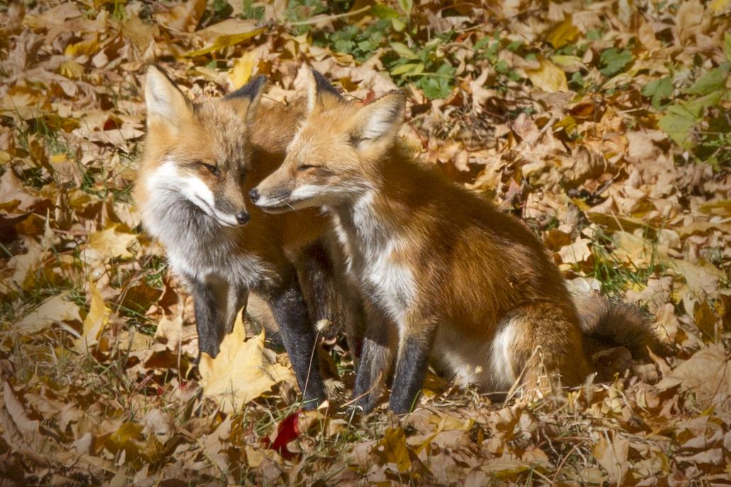 Competition entry: Myrick Foxes