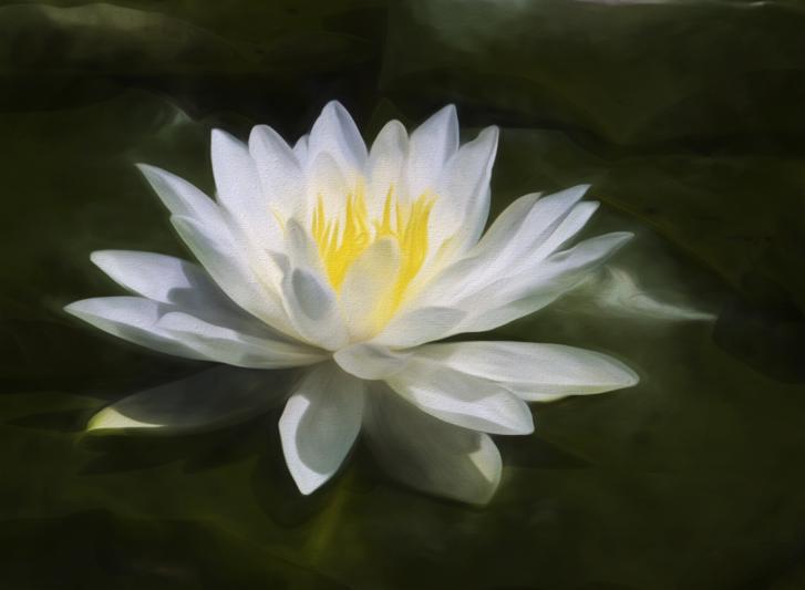 Competition entry: Water Lily