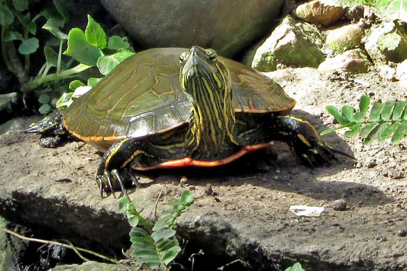 Competition entry: Looking at you