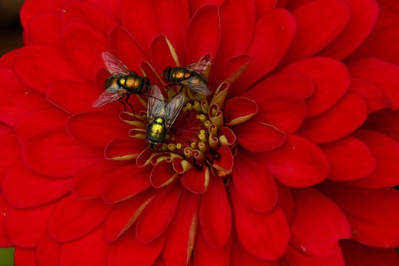 Competition entry: Three's a Crowd