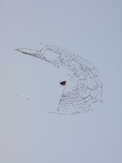 Competition entry: Feisty Spider