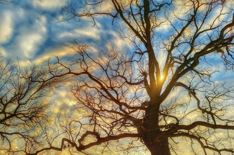 Competition entry: Tree With Attitude