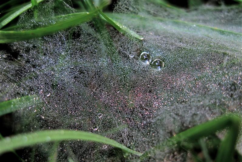 Competition entry: Dew You See What Eye See?