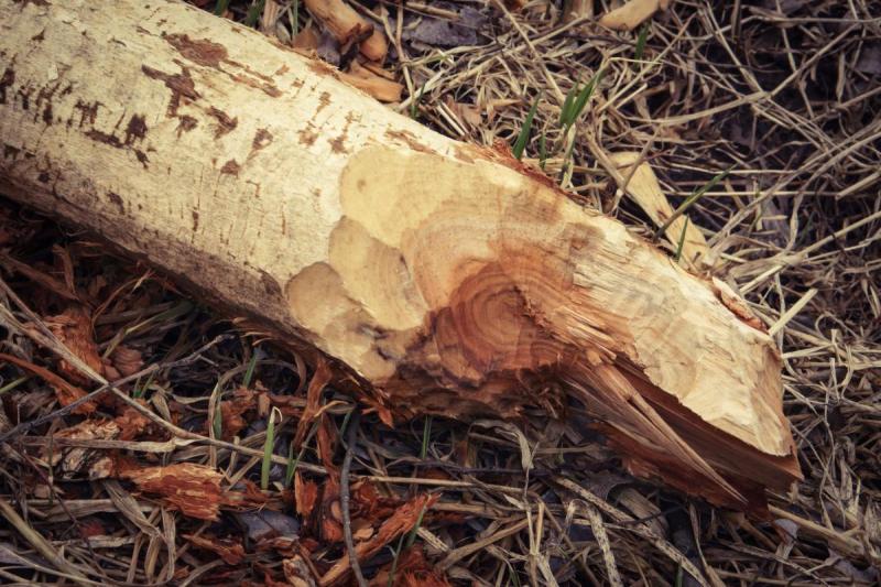 Competition entry: Busy Beaver Was Here