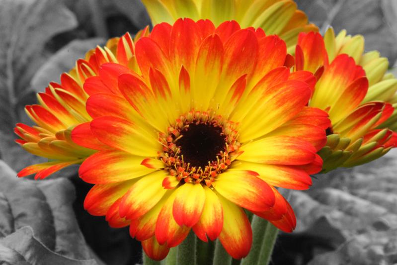 Competition entry: Greenhouse Gerbers