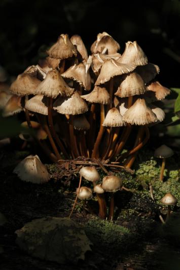 Competition entry: Dainty Mushrooms