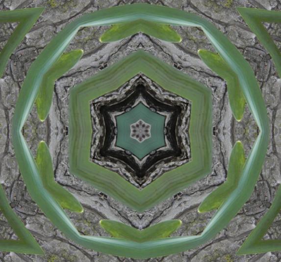 Competition entry: Daffodil