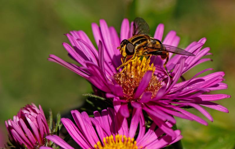 Competition entry: Macro Bee and Pollen