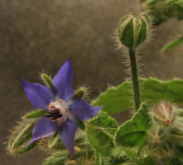 Competition entry: Blue Borage