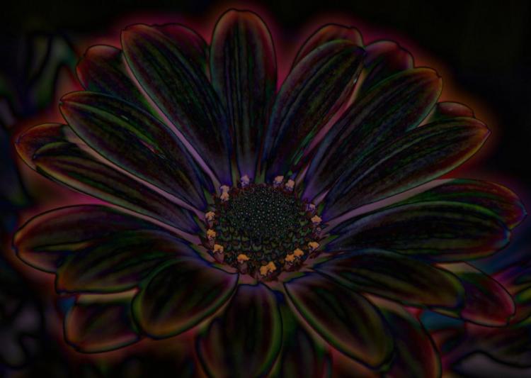 Competition entry: Kalidescope flower