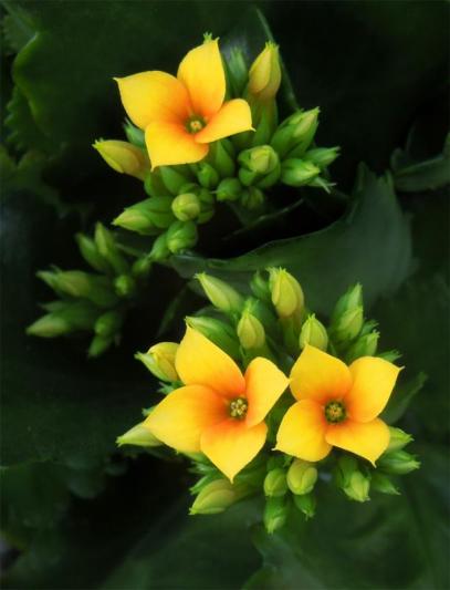 Competition entry: Yellow kalanchoe