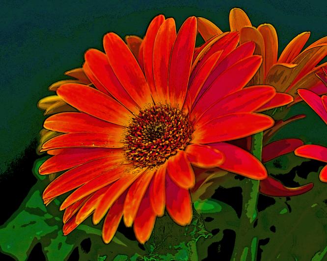 Competition entry: What a daisy!