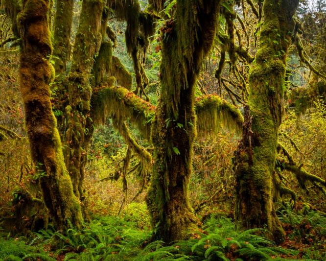 Competition entry: Overgrown